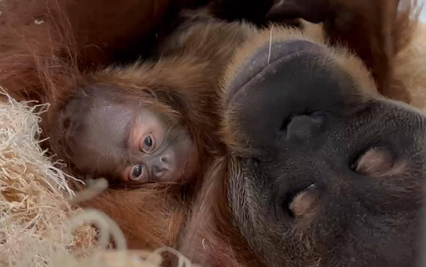 Saint Louis Zoo welcomes first baby orangutan in 9 years - Vimarsana News