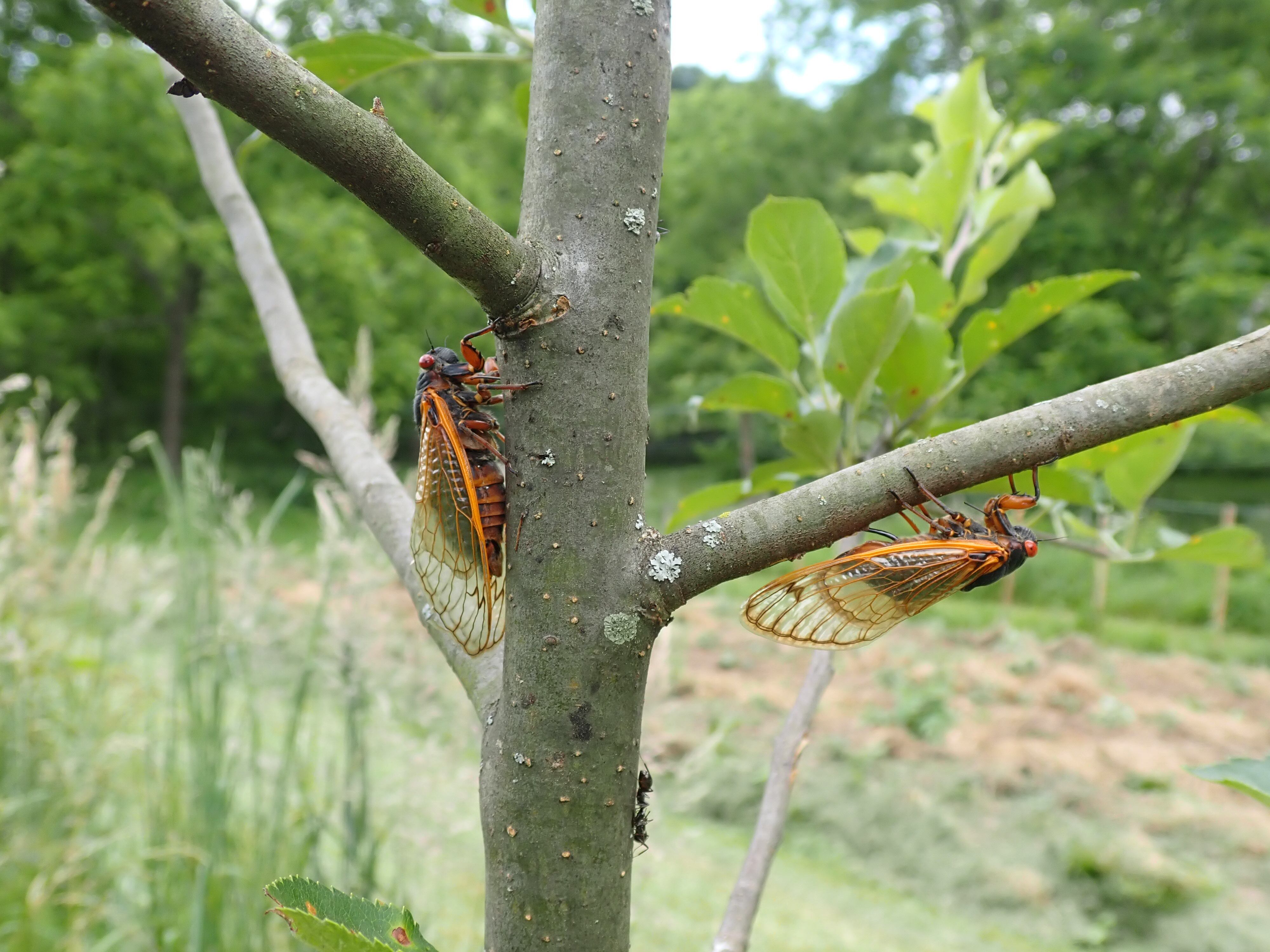 Range of cicada activity reported across St. Louis area - Vimarsana News