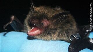 Ill. Dept. of Public Health reports first 2 rabid bats of 2024, warns public to be cautious - Vimarsana News