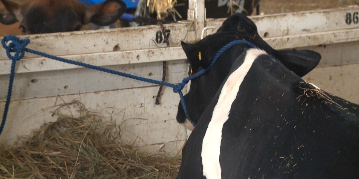 Bird flu infections grow in cattle nationwide, Missouri stays clean Bird flu infections grow in cattle nationwide, Missouri stays clean