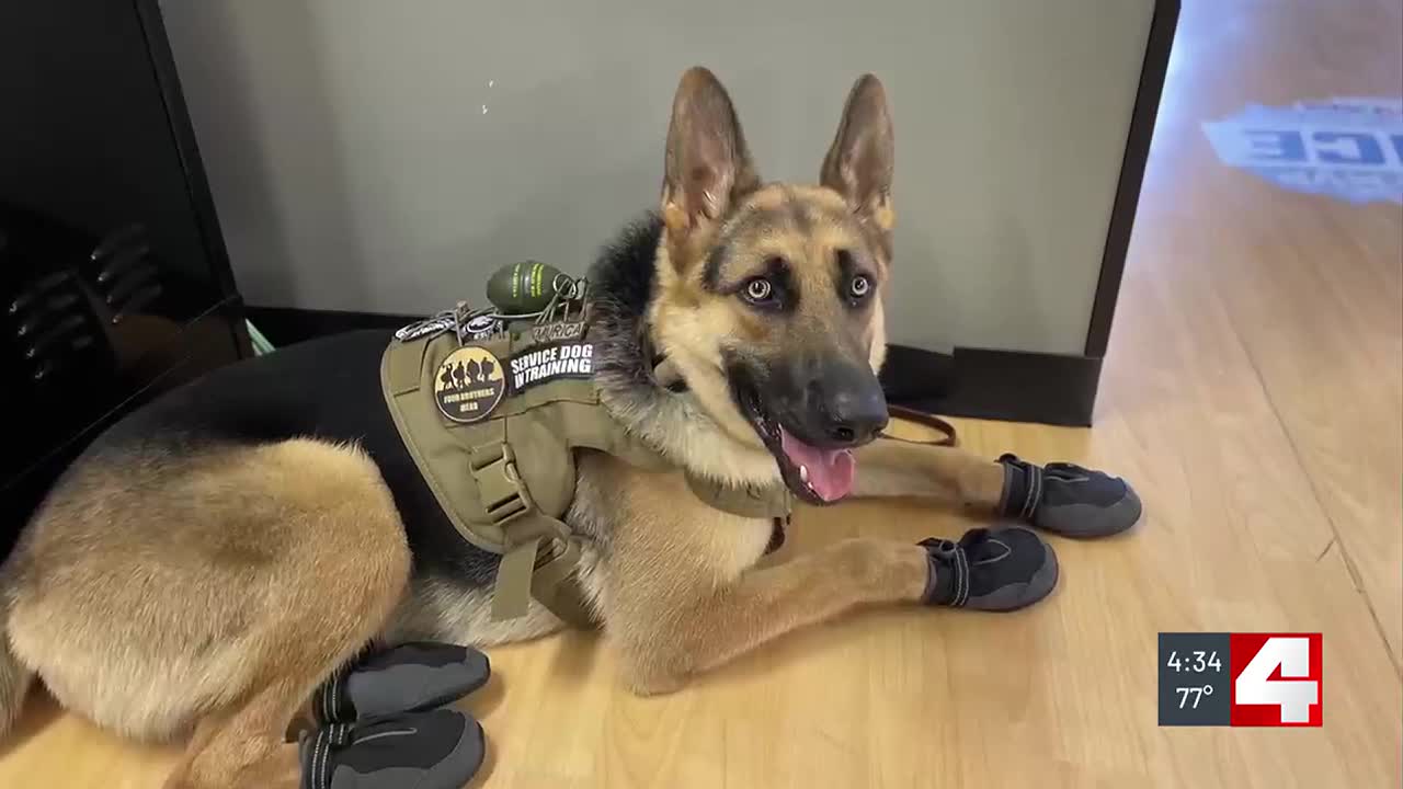 'I can't just give up': Navy veteran using several measures to search for missing service dog - Vimarsana News