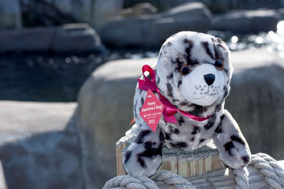 The St. Louis Zoo is offering a valentine's day package that includes a plush of a Harbor seal.