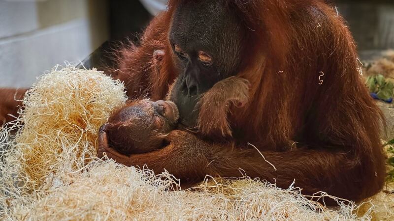 Zoo officials believe the little one is a female, but a name has not yet been determined.